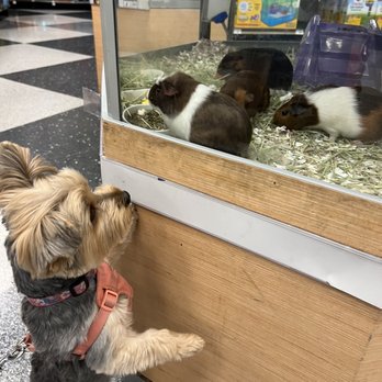 Petco - Pet Stores Near Me - Lakewood, California Petco - Pet Stores Near Me - Lakewood, California