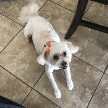 Pet Joy - Pet Groomers Near Me - Los Angeles, California