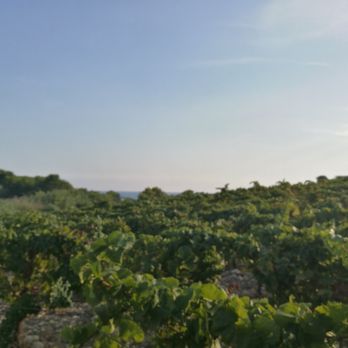 Casa Mandrarossa - Wine Tours Near Me - Menfi, AG