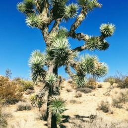 Joshua Tree
