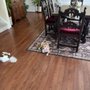 Photo of Pups & Purrs Pet Grooming