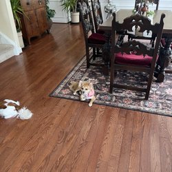 Pups & Purrs Pet Grooming - Pretty Tinsel after her summer cut!