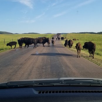 Custer State Park - Bison crossing early morning - Parks Near Me - Custer, South Dakota