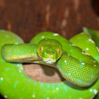 The Reptile Zone - Just one of many awesome animals at The Reptile Zone - Pet Stores Near Me - Bend, Oregon The Reptile Zone - Just one of many awesome animals at The Reptile Zone - Pet Stores Near Me - Bend, Oregon
