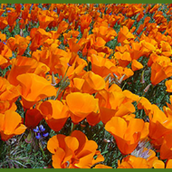 Native Plants