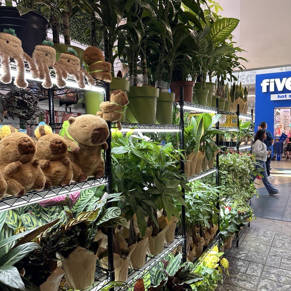 Bella Plant - Religious Items Near Me - Ontario, California