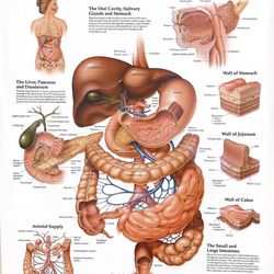 Gastro Center of Maryland - The body is a masterful creation