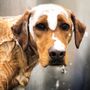 Photo of Deep Water K9