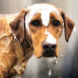 Deep Water K9