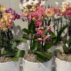 Whole Foods Market - Orchids