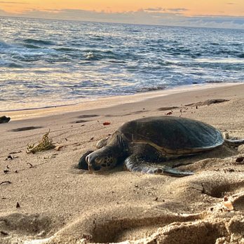Kuki'o Beach - Turtle on the beach at sunset - Beaches Near Me - Hawaii, Hawaii Kuki'o Beach - Turtle on the beach at sunset - Beaches Near Me - Hawaii, Hawaii
