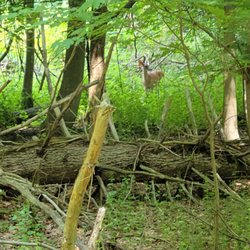 Lenoir Preserve