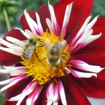 Point Defiance Park - Buzzin Bees in the  rose garden at Pt. Defiance - Parks Near Me - Tacoma, Washington
