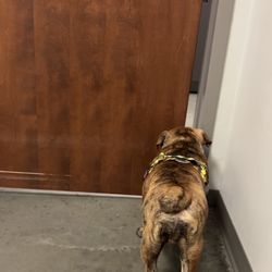 Berry Farms Animal Hospital & Pet Spa - Peeking into the back room.