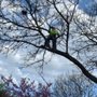 Photo of Heartwood Tree Service