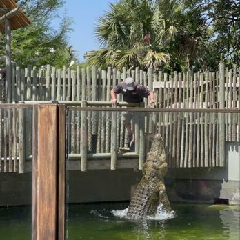 St. Augustine Alligator Farm Zoological Park - Zoos Near Me - Saint Augustine, Florida St. Augustine Alligator Farm Zoological Park - Zoos Near Me - Saint Augustine, Florida