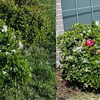 Odds and Ends Lawn Care - We pulled the vines out that were attempting to over take this bush and shaped it. - Lawn Services Near Me Odds and Ends Lawn Care - We pulled the vines out that were attempting to over take this bush and shaped it. - Lawn Services Near Me