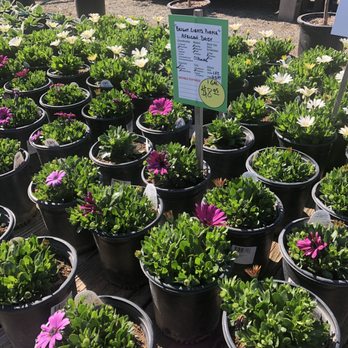 Calaveras Nursery - Nurseries & Gardening Near Me - Sunol, California