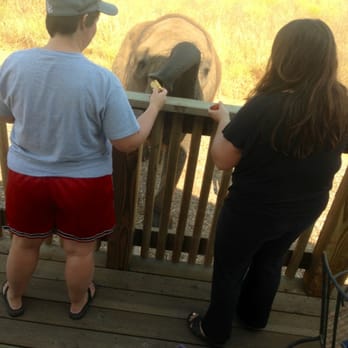 Vision Quest Ranch - Elephant feeding from our deck - Bed & Breakfast Near Me - Salinas, California Vision Quest Ranch - Elephant feeding from our deck - Bed & Breakfast Near Me - Salinas, California