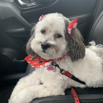 Hollywood Hounds Pet Spa - Pet Groomers Near Me Hollywood Hounds Pet Spa - Pet Groomers Near Me