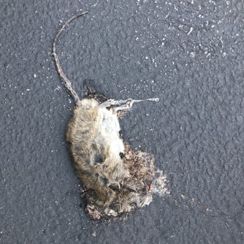 Avalon Camarillo - Another Rat - Apartments Near Me - Camarillo, California Avalon Camarillo - Another Rat - Apartments Near Me - Camarillo, California