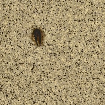 ALDI - Cockroach - Grocery Near Me - Hagerstown, Maryland ALDI - Cockroach - Grocery Near Me - Hagerstown, Maryland