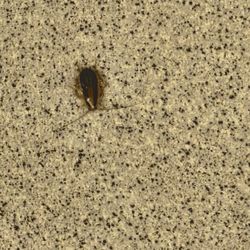 ALDI - Cockroach