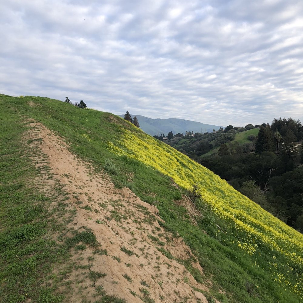 Sabercat Creek Trail - Beautiful carpet of mustards. - Parks Near Me - Fremont, California Sabercat Creek Trail - Beautiful carpet of mustards. - Parks Near Me - Fremont, California