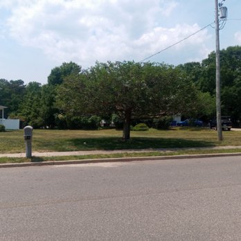 Curtis Bivins Pro Services - This is a crown reduction and shape. Nicely done! - Tree Services Near Me