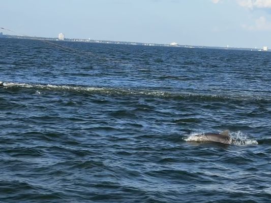 Ship Island Excursions by null