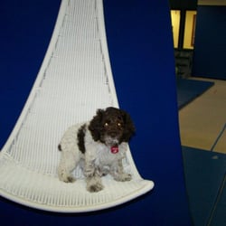 Therapeutic Learning Center - Jasper, our company dog, is a therapy dog in training and enjoys hanging out on the swings in the gym! He is hypoallergenic.