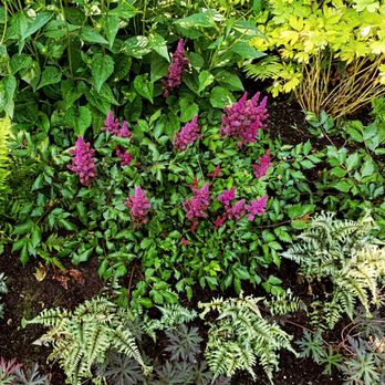 Landscapes By Diane - a variety of plants in a garden - Landscaping Near Me - Lake Geneva, Wisconsin Landscapes By Diane - a variety of plants in a garden - Landscaping Near Me - Lake Geneva, Wisconsin