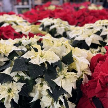 Carpinito Brothers - Poinsettias for days - Nurseries & Gardening Near Me - Kent, Washington