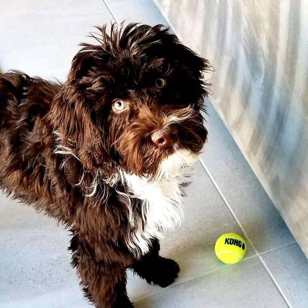 Yvonne's Paws & Claws Pet Sitting Plus - I loved playing with Yvonne when she came over to let me out and feed me! - Pet Sitting Near Me Yvonne's Paws & Claws Pet Sitting Plus - I loved playing with Yvonne when she came over to let me out and feed me! - Pet Sitting Near Me