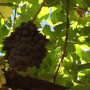 Wine Introductions - Wine Tours Near Me Wine Introductions - Wine Tours Near Me