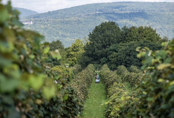 Jerome's U-Pick Fruit Farm by null