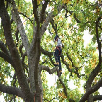 Custom Lakefronts and Tree Care - Tree Services Near Me - Daytona Beach, Florida