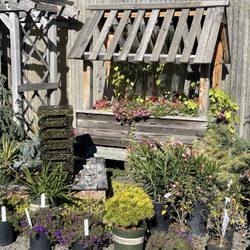 Southern Oregon Nursery - Flowering plants @ Southern Oregon Nursery.