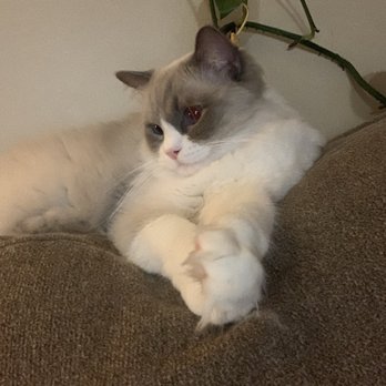 Ragdoll Tales - Pet Breeders Near Me - Armonk, New York Ragdoll Tales - Pet Breeders Near Me - Armonk, New York