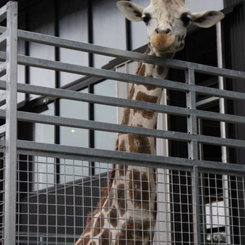 Georgia Safari Conservation Park - Giraffe - Zoos Near Me - Madison, Georgia