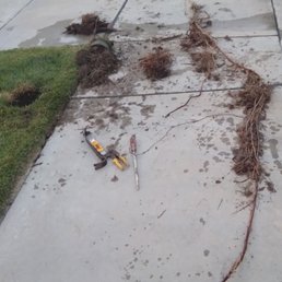 Hidden drain and monster roots