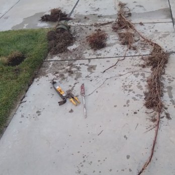 Emergency Plumbing & Drains - Hidden drain and monster roots - Plumbing Near Me - El Cajon, California