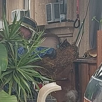 Bee Gone Bee Removal Service - Pest Control Near Me