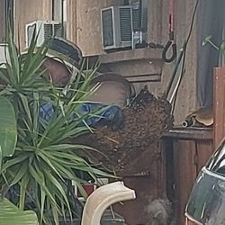 Bee Gone Bee Removal Service