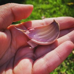 Big Elk Garlic Farm - Beauty