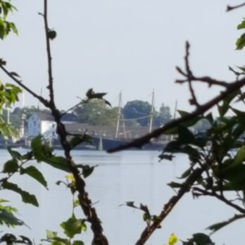 Elm Grove Cemetery - Gorgeous forever view. - Funeral Services & Cemeteries Near Me - Mystic, Connecticut Elm Grove Cemetery - Gorgeous forever view. - Funeral Services & Cemeteries Near Me - Mystic, Connecticut