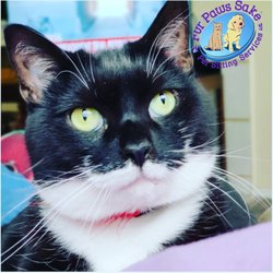 Fur Paws Sake Pet Sitting & Dog Walking Services - We love caring for cats! Fur Paws Sake Pet Sitting serving Dallas, Addison, Farmers Branch, Carrollton, & Richardson.