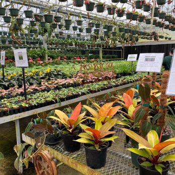 EFG ORCHIDS - Updated January 2025 - 111 Photos & 28 Reviews - 4265