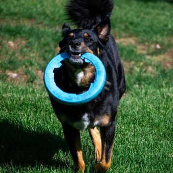 Majestic Dog Training - Pet Training Near Me - Palm Desert, California Majestic Dog Training - Pet Training Near Me - Palm Desert, California