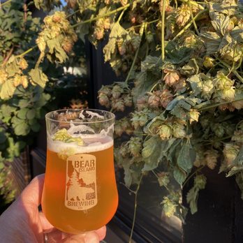 Bear Island Brewing - XBearimental Imperial IPA with some fresh hops on top. - Breweries Near Me - Boise, Idaho Bear Island Brewing - XBearimental Imperial IPA with some fresh hops on top. - Breweries Near Me - Boise, Idaho